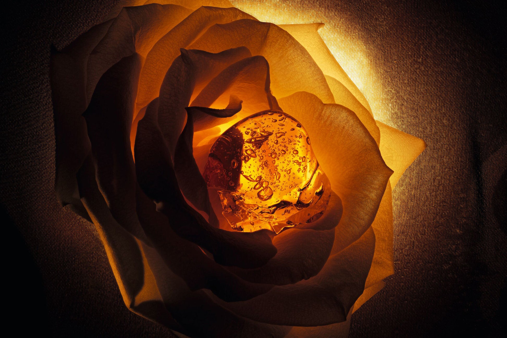 amber floral fragrance